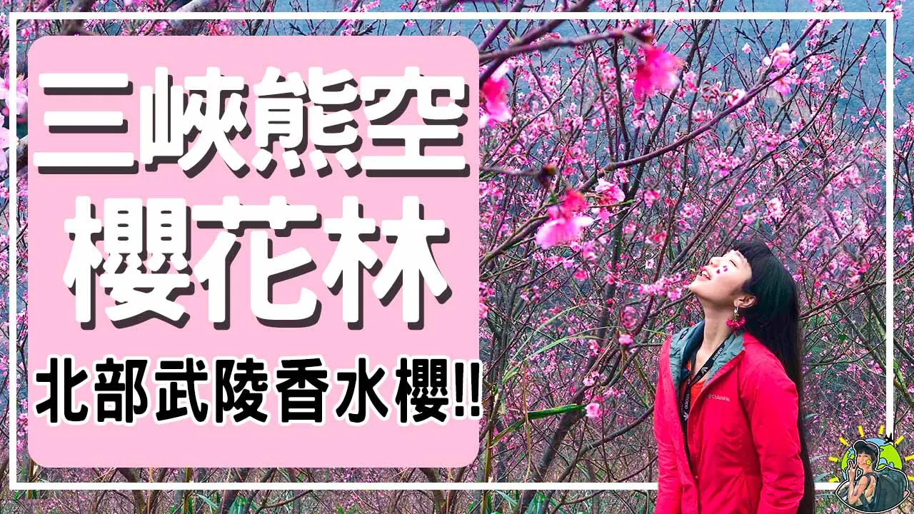 三峽熊空櫻花林 | 新北爆紅🌸賞櫻秘境 2019