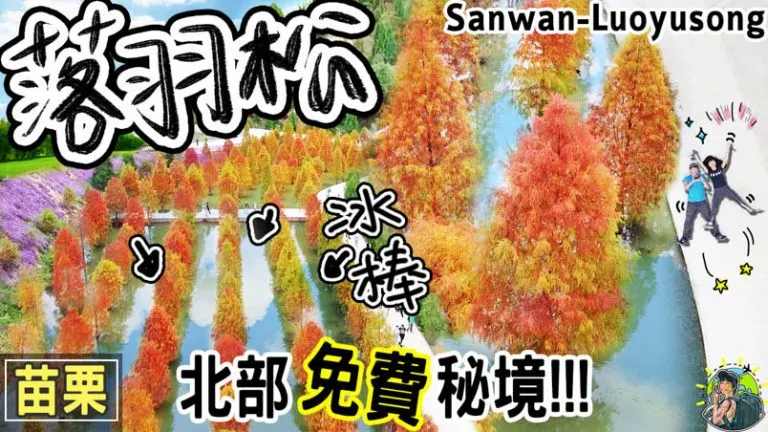 苗栗落羽松莊園秘境 | 苗栗三灣景點