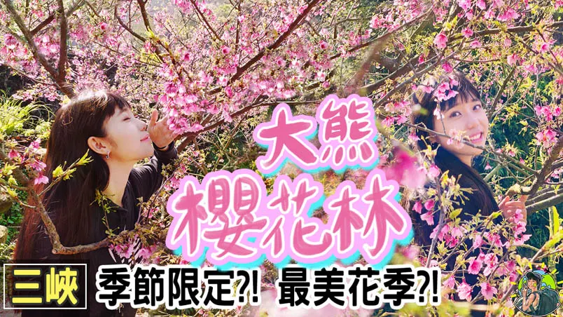 三峽大熊櫻花林 | 北部連開三個月的賞櫻秘境