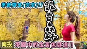 銀杏森林 武岫農圃  |行程 | 交通 | 南投景點